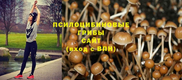 стаф Каменногорск